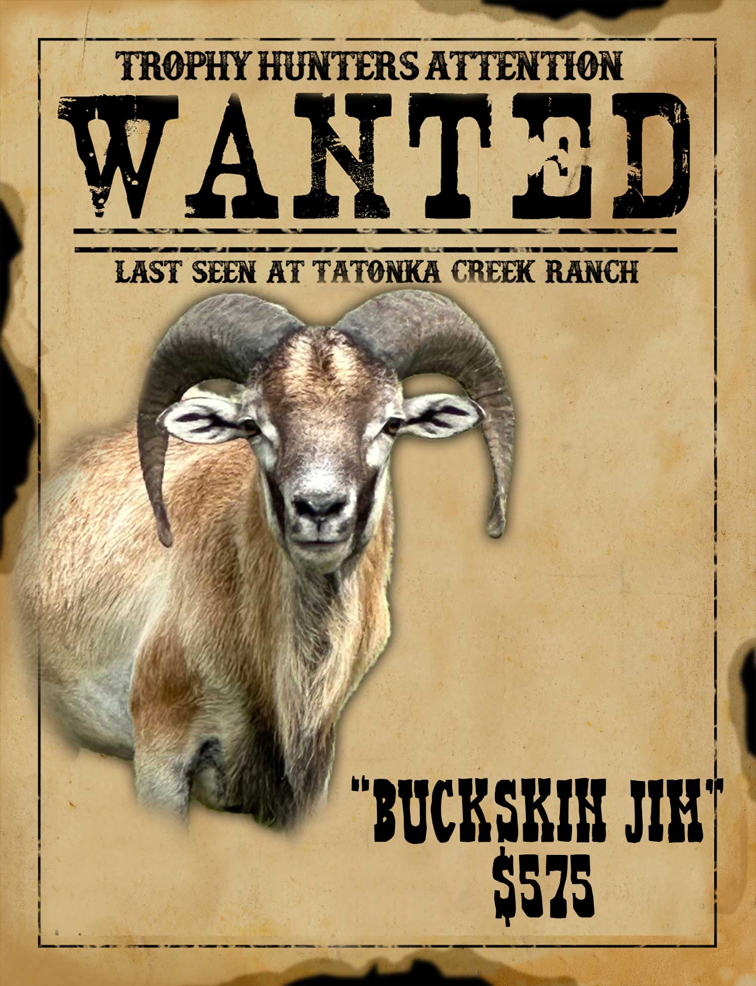 Trophy mouflon ram hunt is south texas