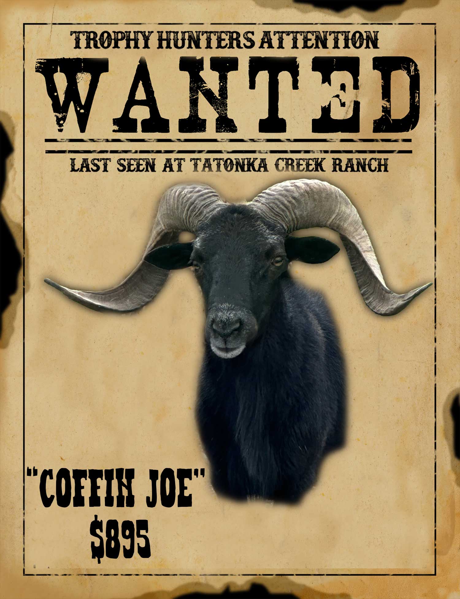 trophy black hawaiian ram hunt in south texas
