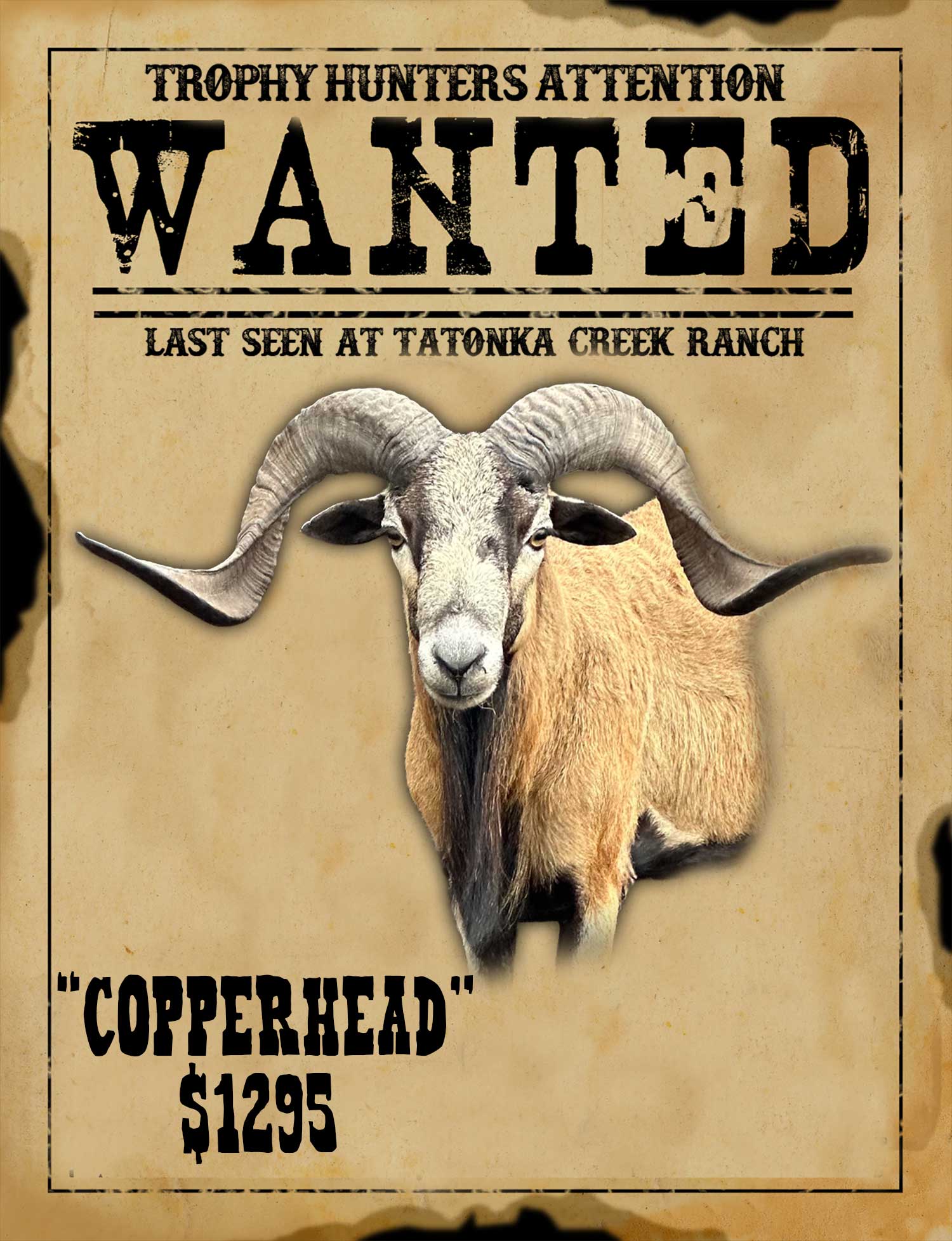 trophy class corsican ram hunt in south texas