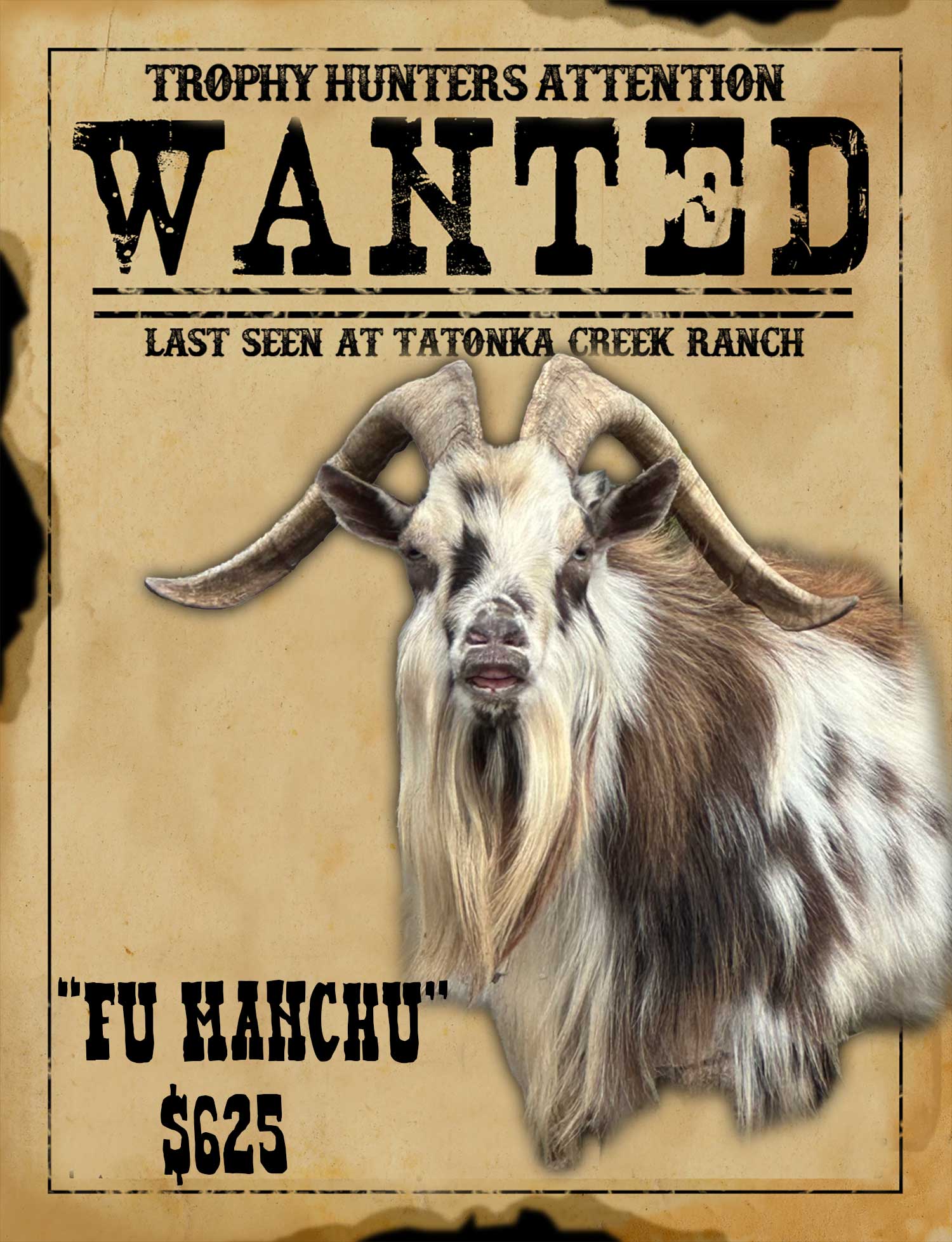 trophy catalina goat hunt in south texas