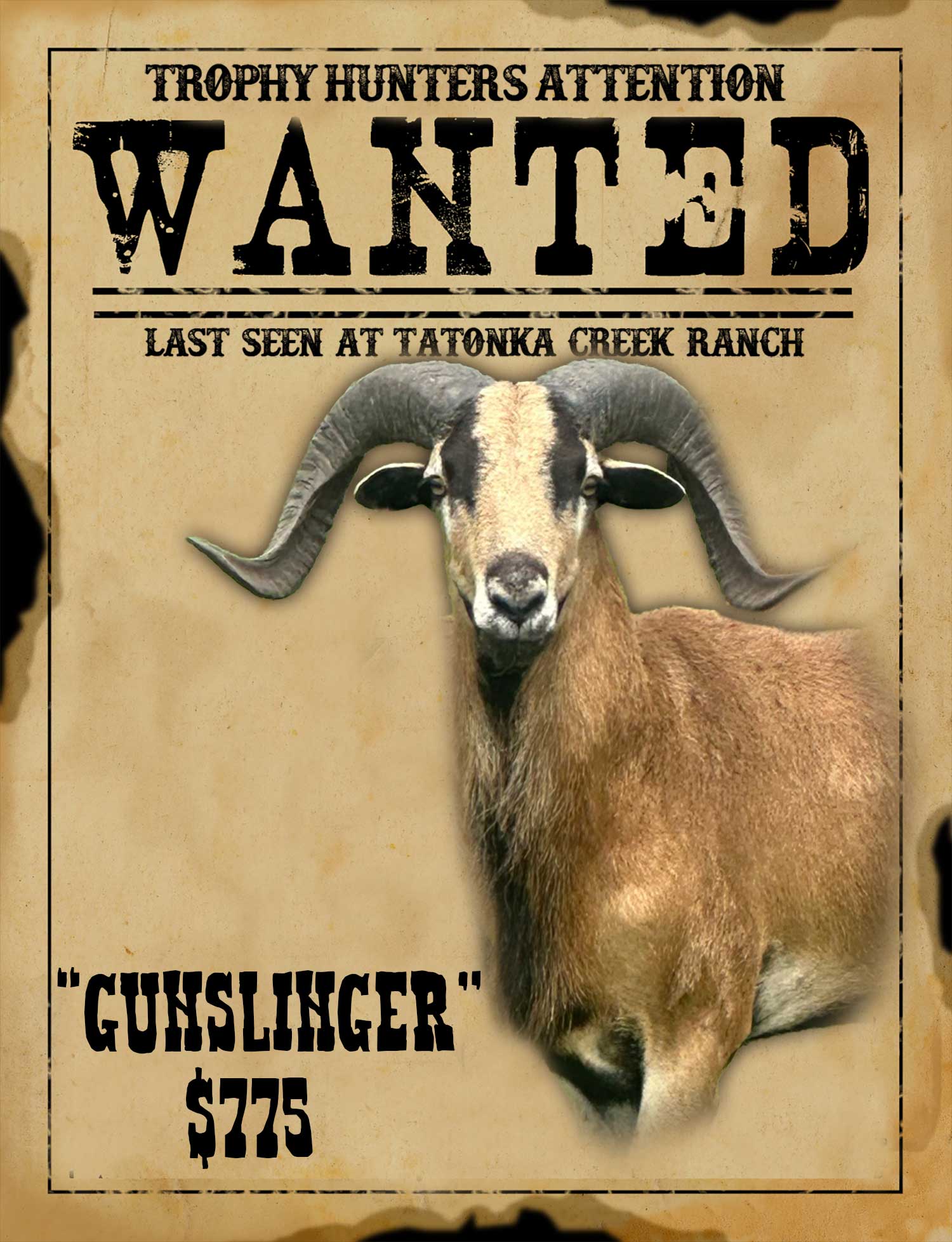 trophy class corsican ram hunt in south texas