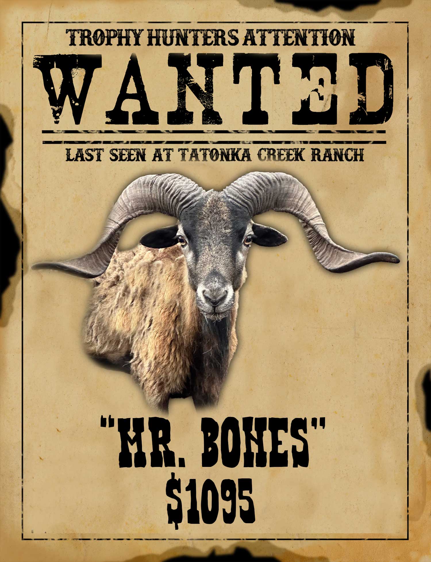 gold medal corsican ram hunt in texas