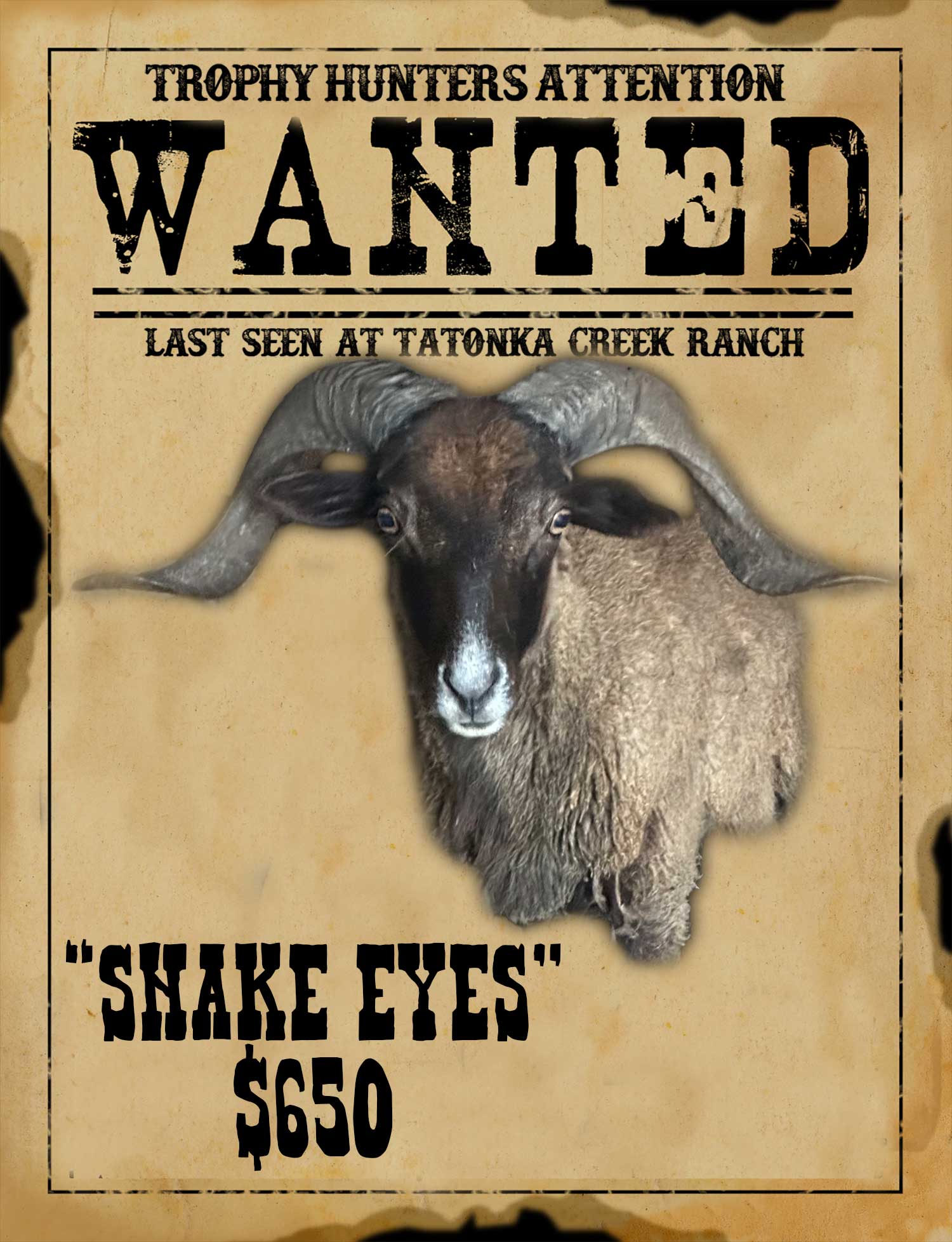 trophy corsican ram hunt in south texas