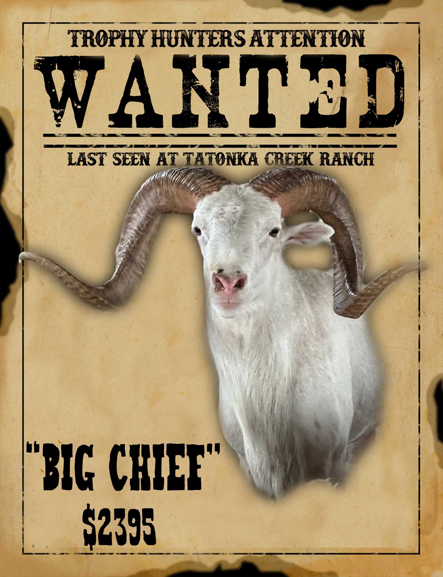 trophy class dall ram hunt in south texas