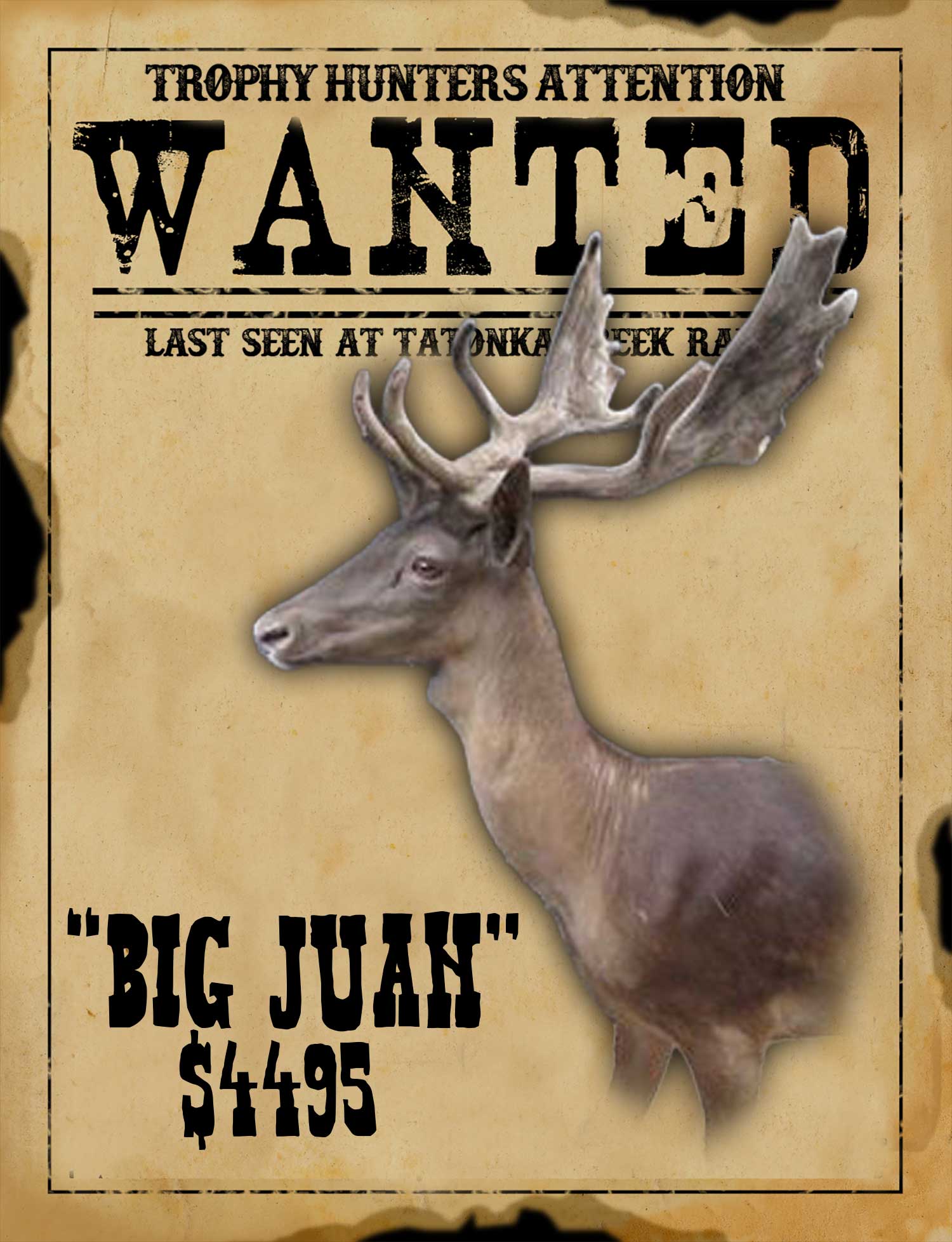 record book fallow buck hunt in south texas