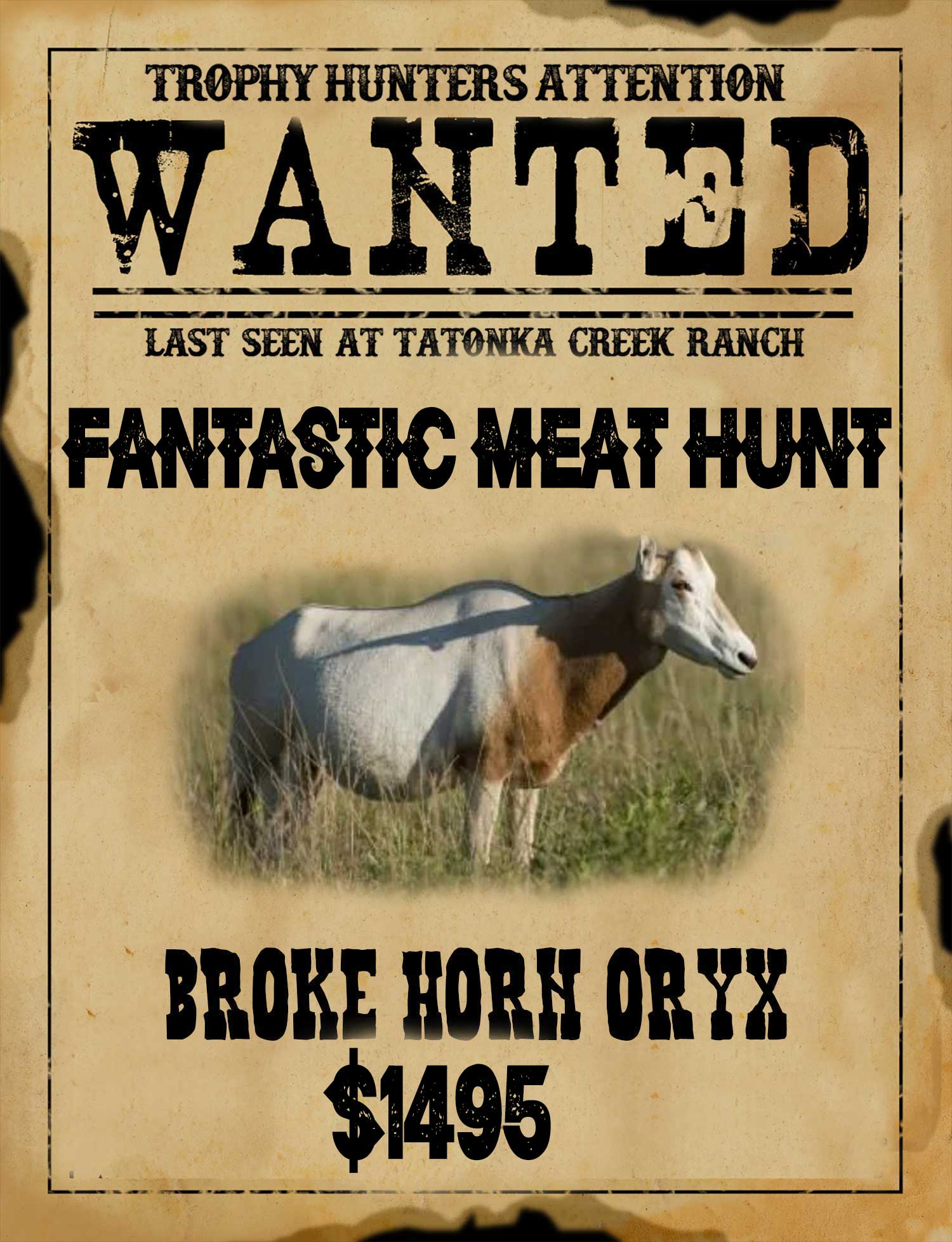 scimitar oryx meat hunt in south texas