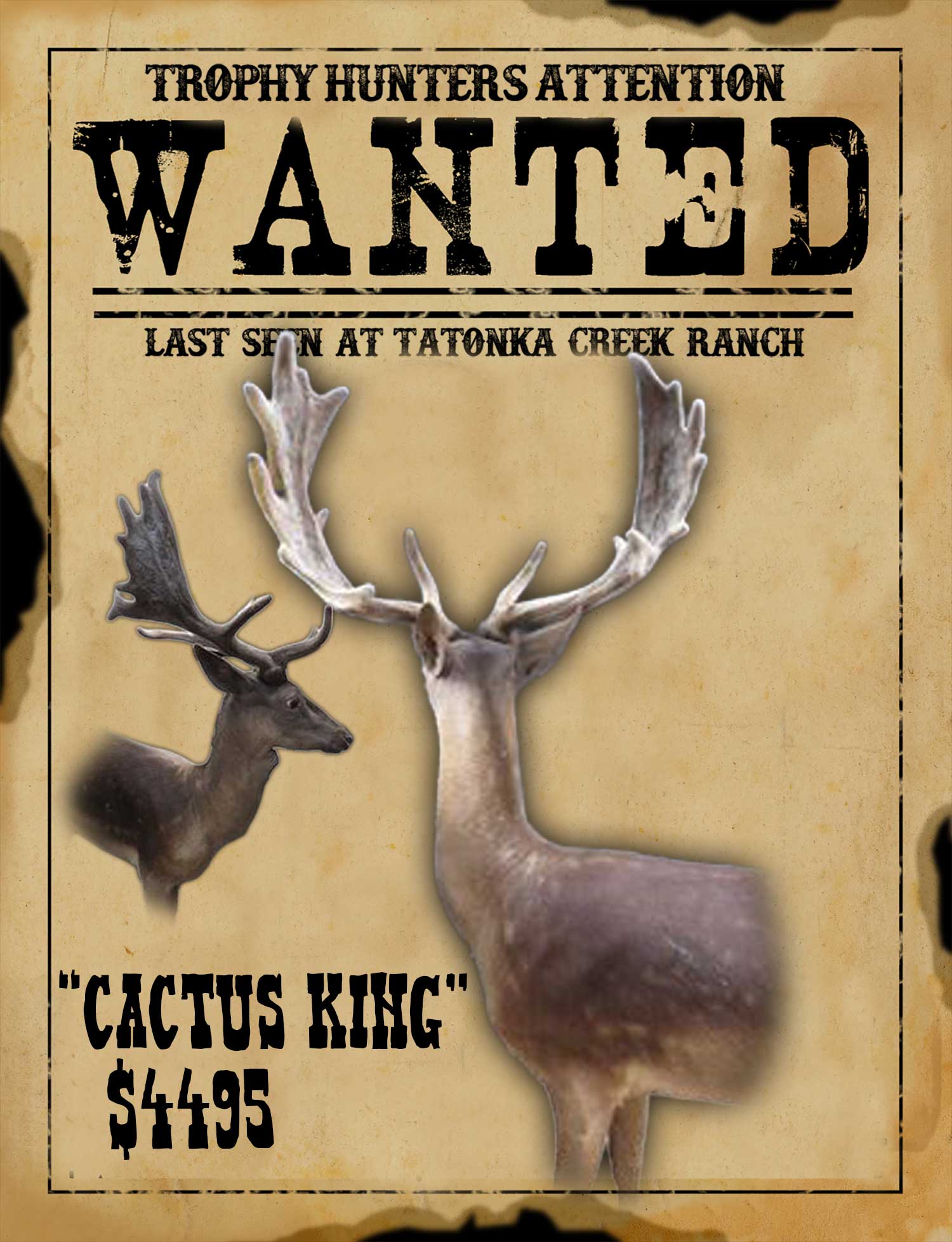 trophy chocolate fallow buck in south texas