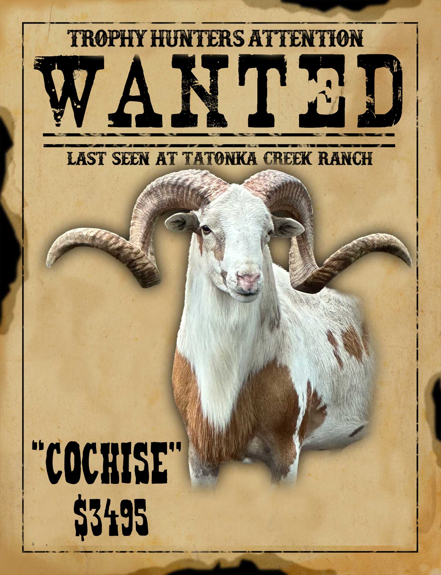 world record painted desert ram hunt in south texas
