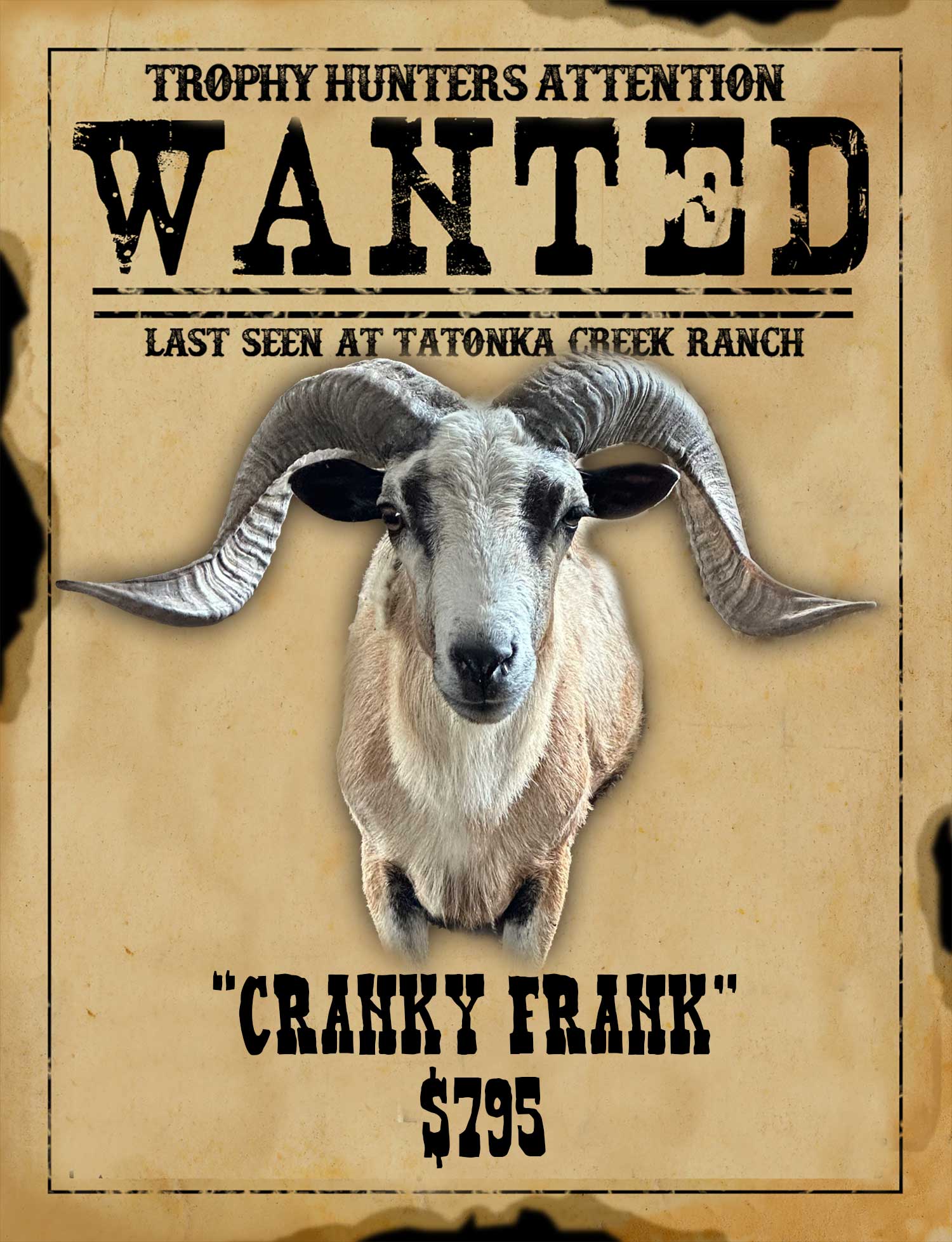 trophy corsican ram hunt in south texas