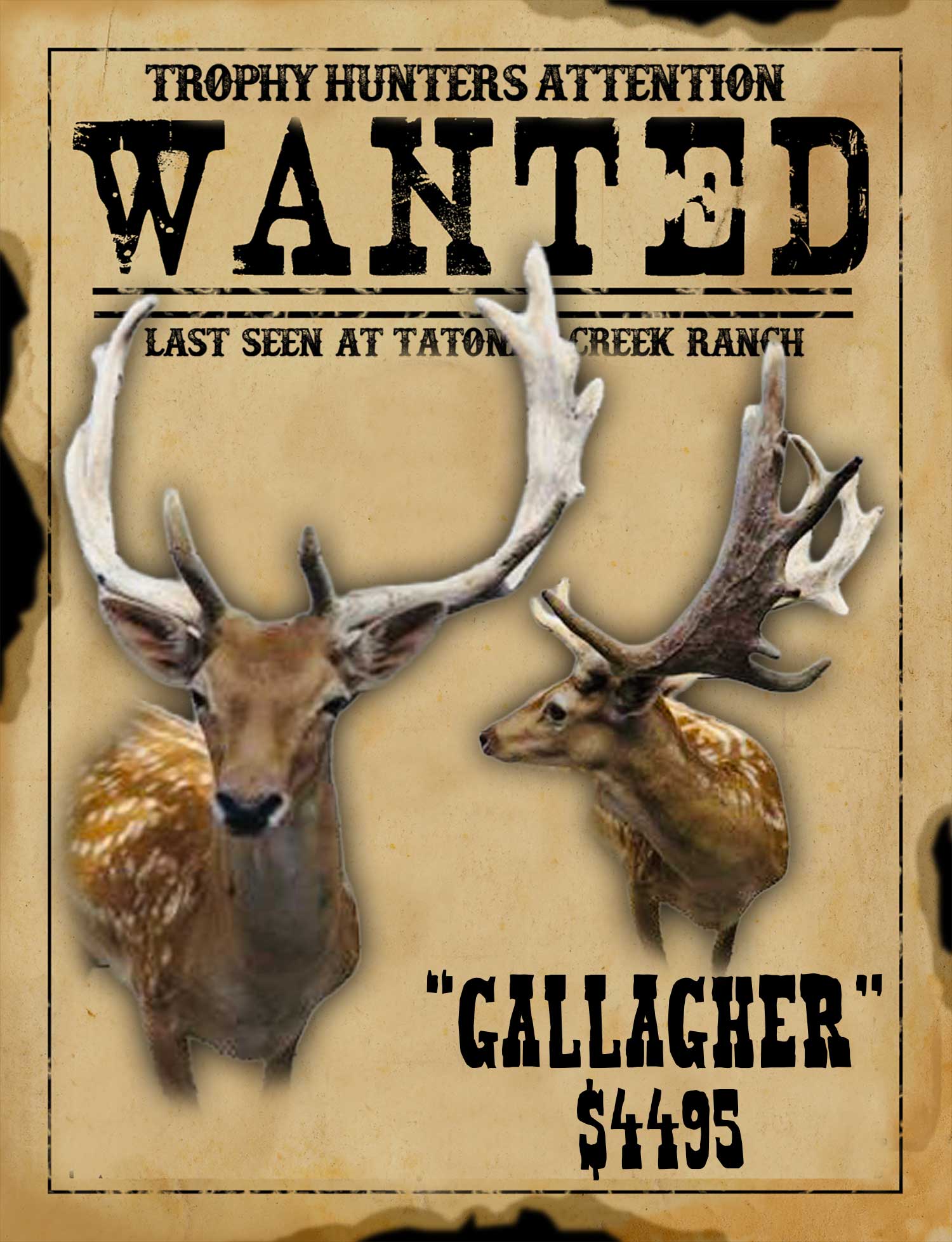 trophy spotted fallow buck hunt in south texas