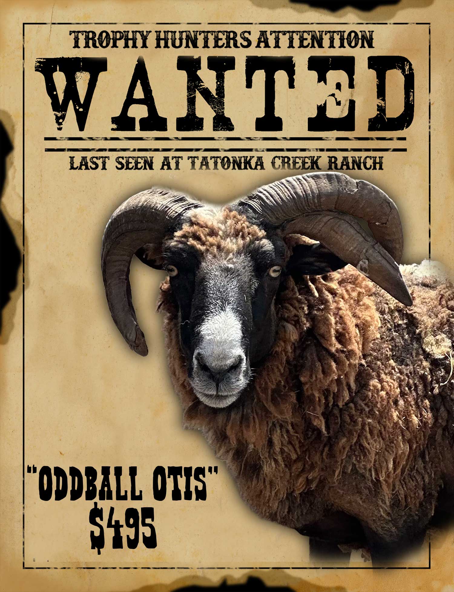 four horn ram hunt in south texas