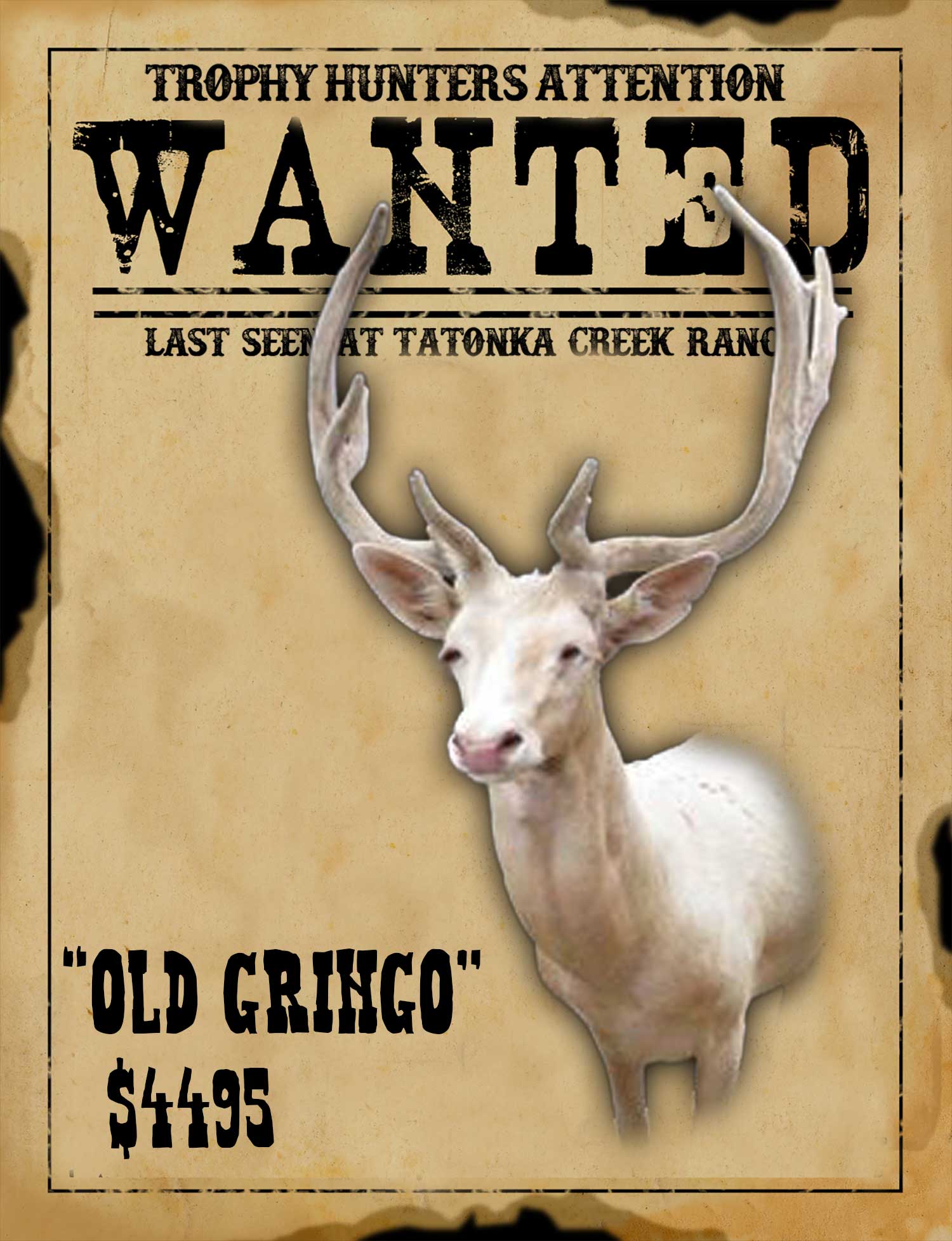 trophy class fallow buck hunt in south texas