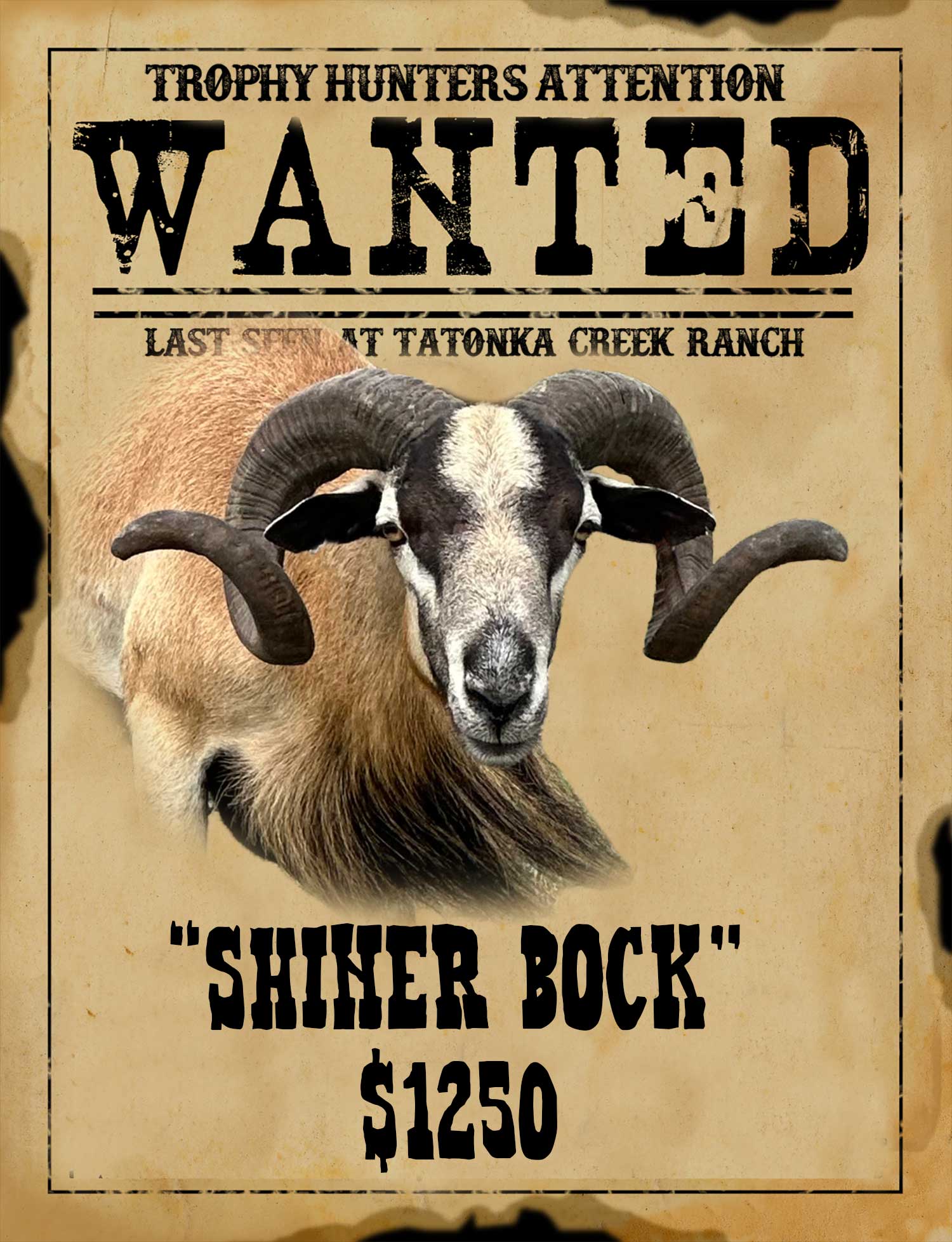 record book corsican ram hunt in south texas
