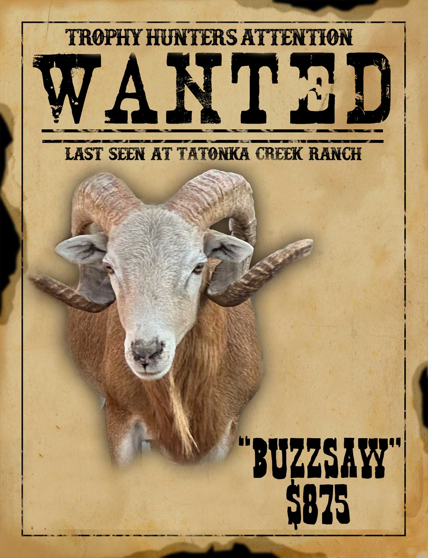 trophy Strawberry dall ram hunt in south texas
