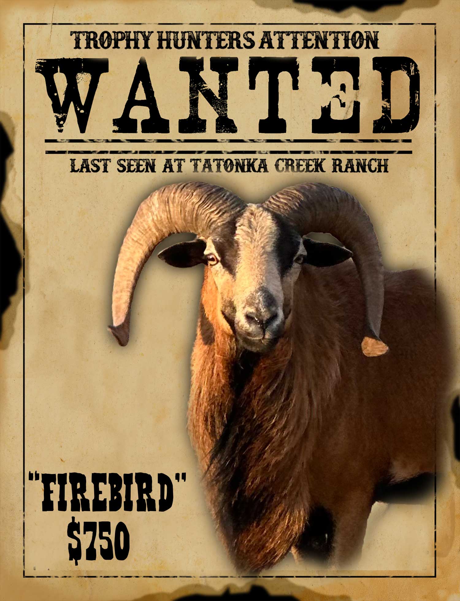 trophy class corsican ram hunt in south texas