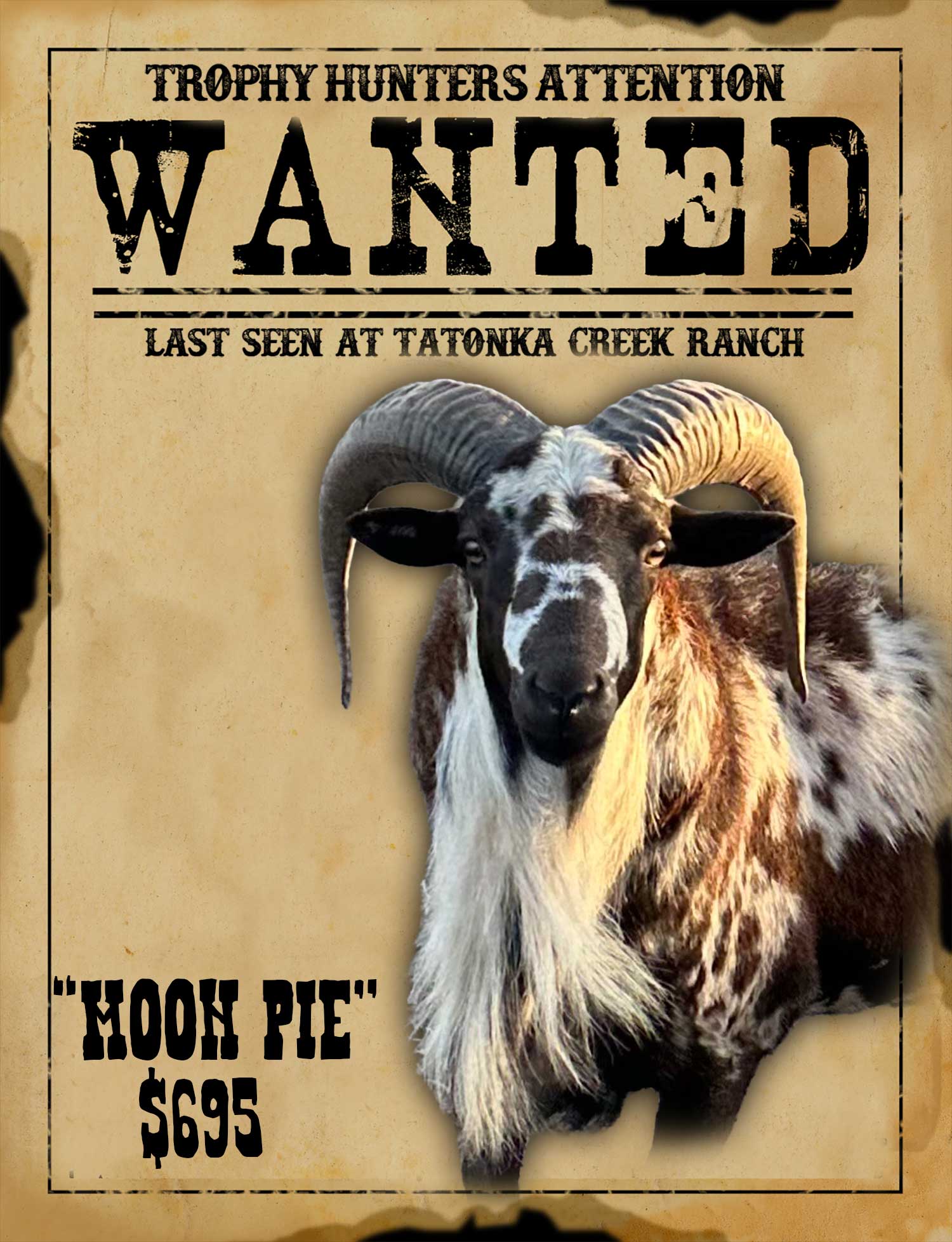 trophy painted desert Ram hunt in south texas