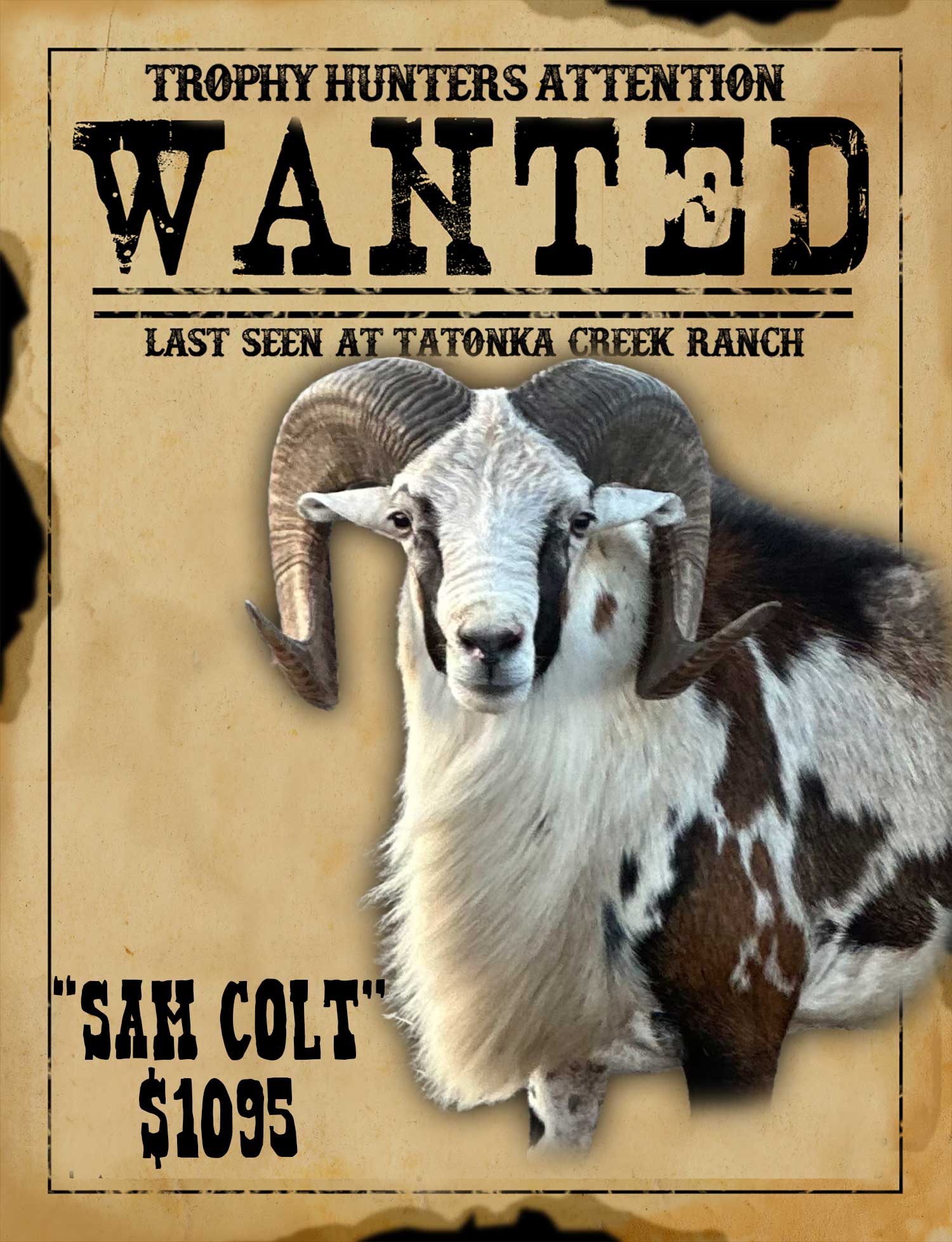 record book painted desert ram hunt in south texas