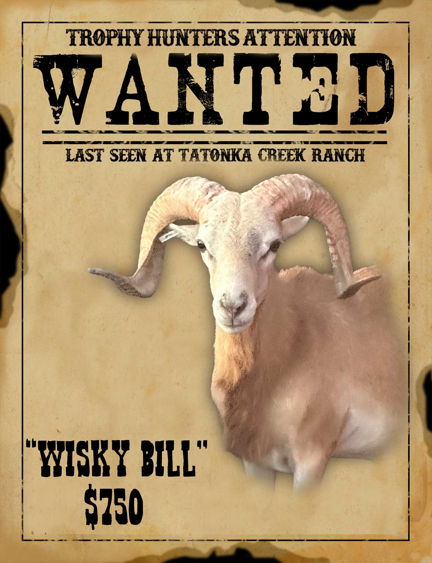 trophy strawberry dall ram hunt in south texas