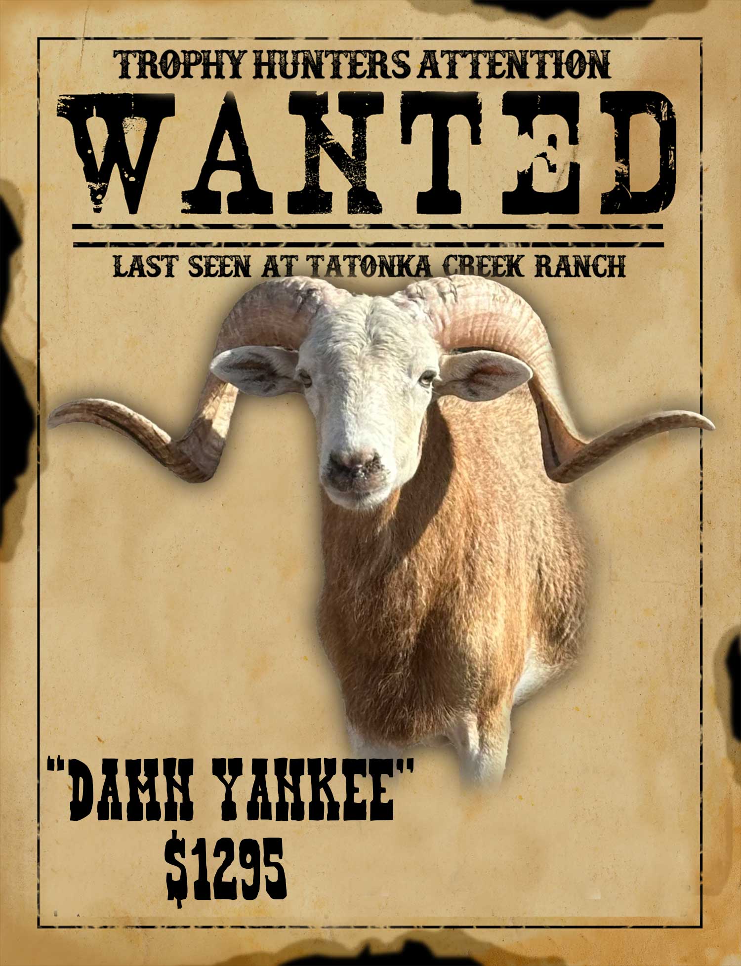 trophy dall ram hunt in south texas