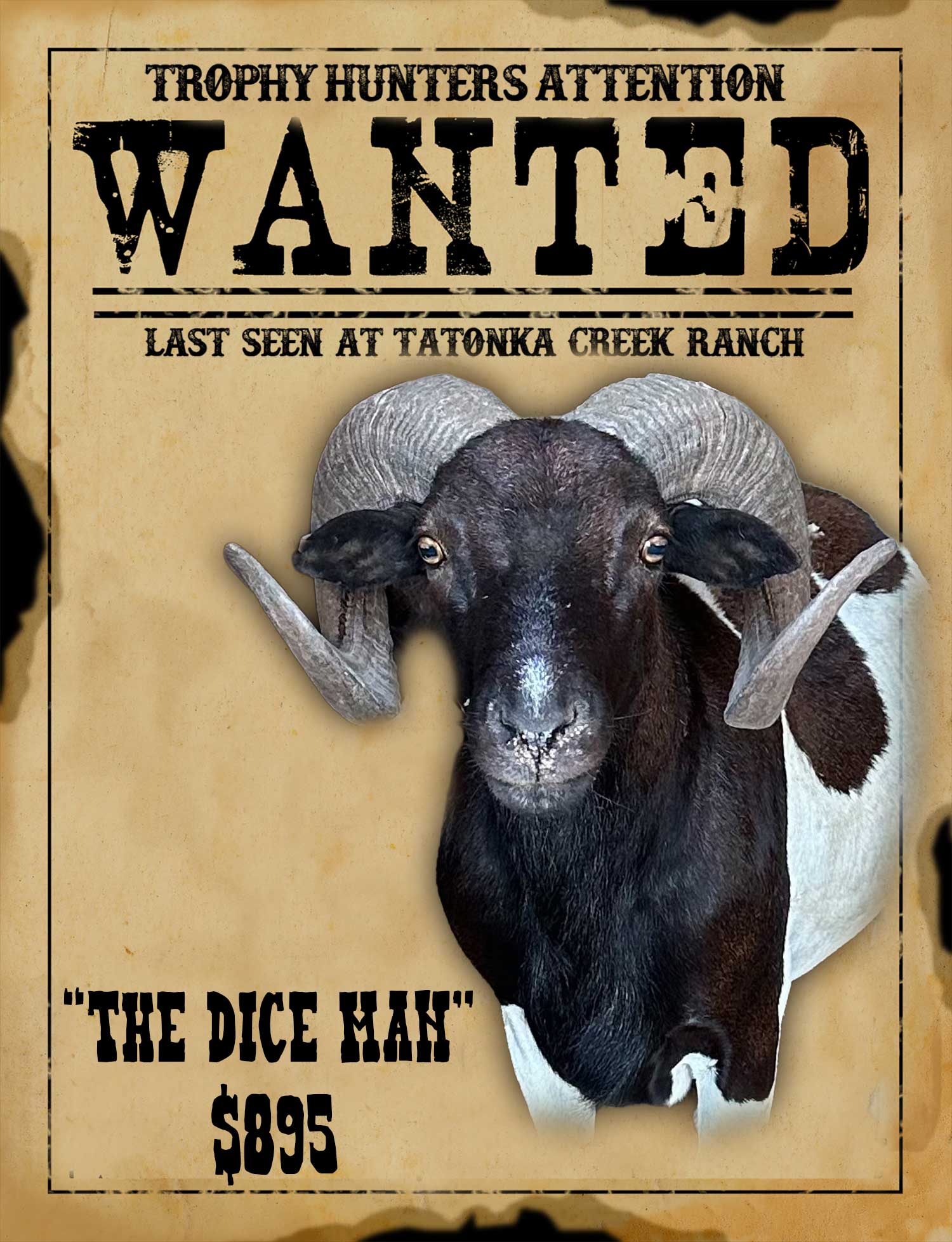 trophy ram hunt in south texas