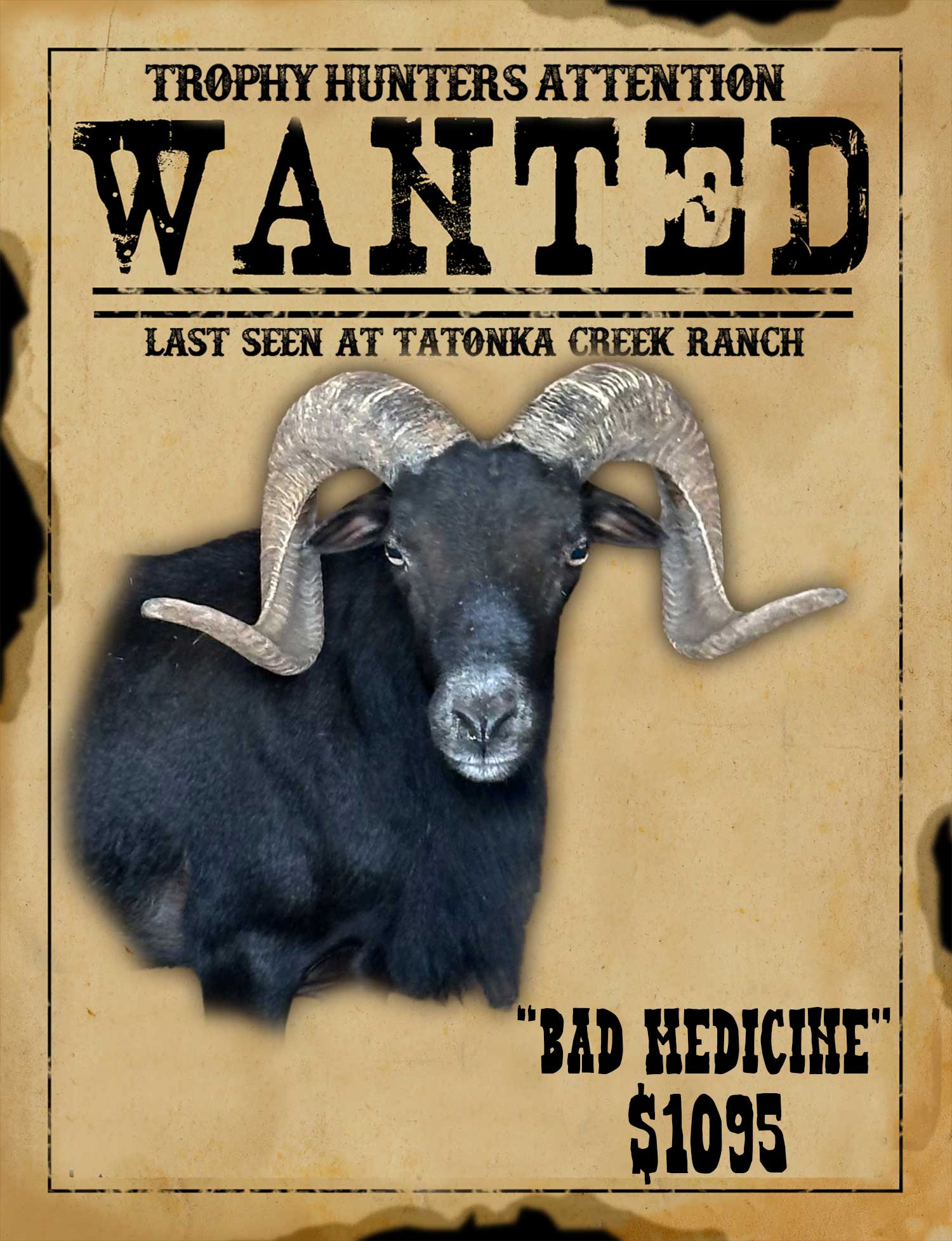trophy black hawaiian ram hunt in south texas