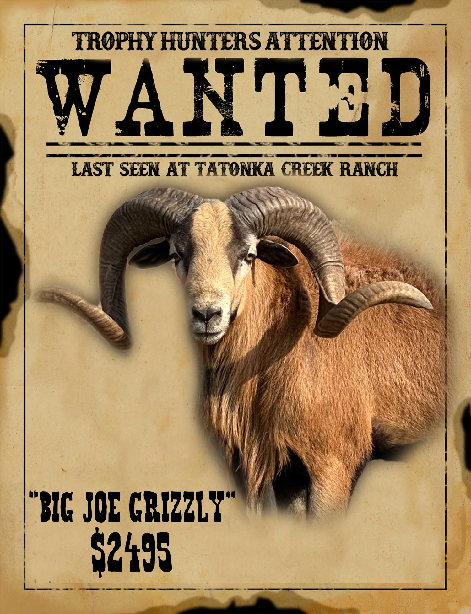 Massive trophy corsican hunt in south texas