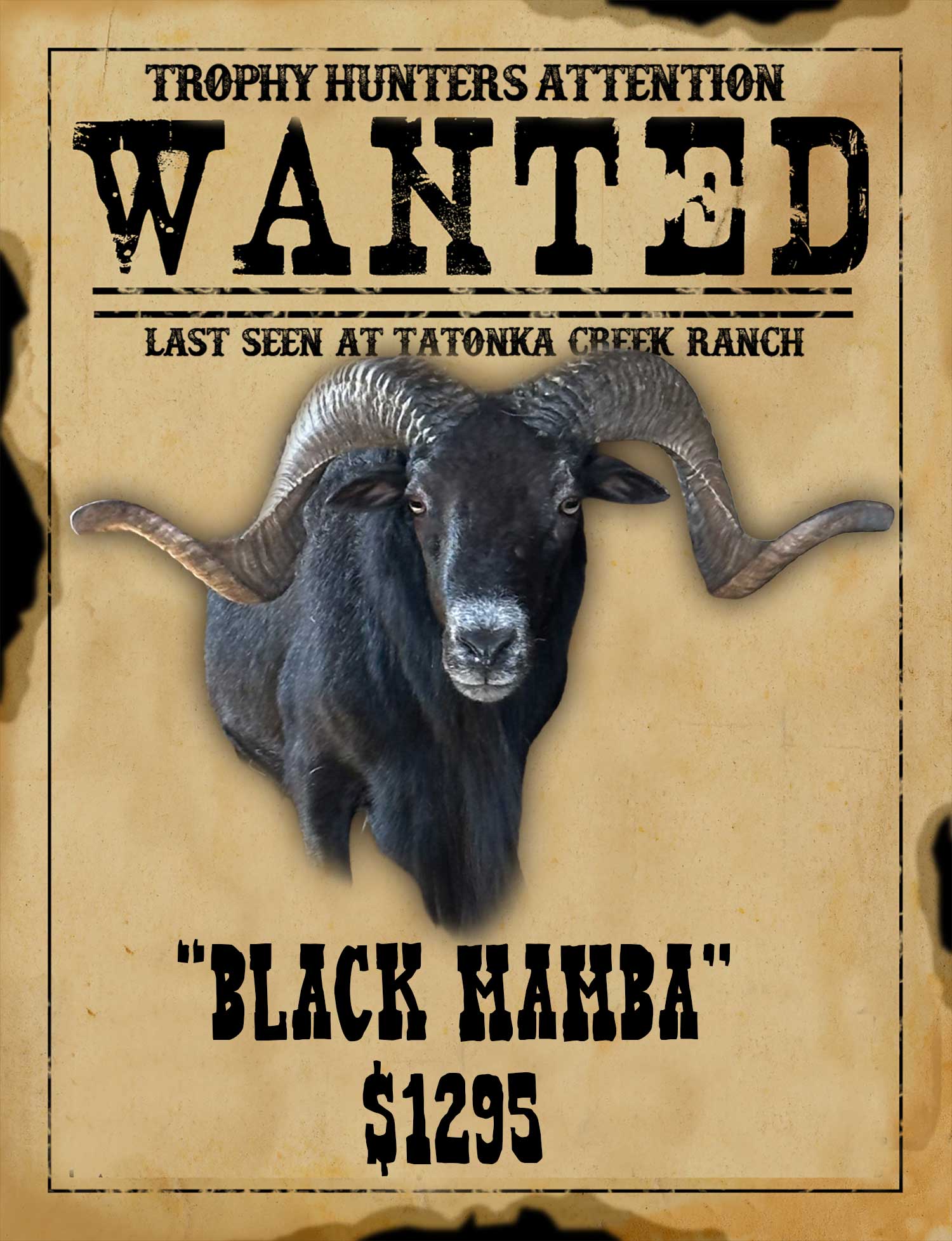 big hawaiian ram hunt in south texas
