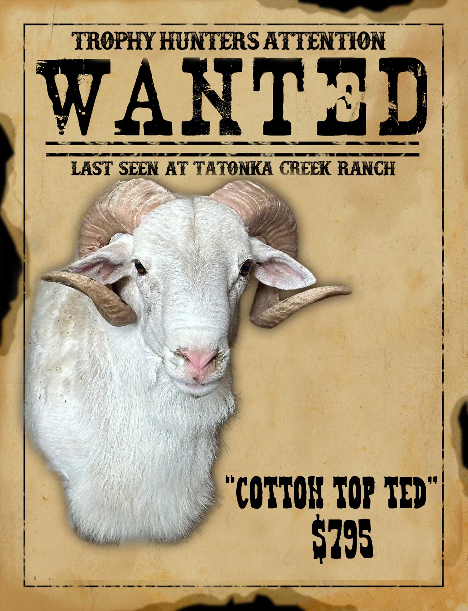 trophy dall ram hunt in texas