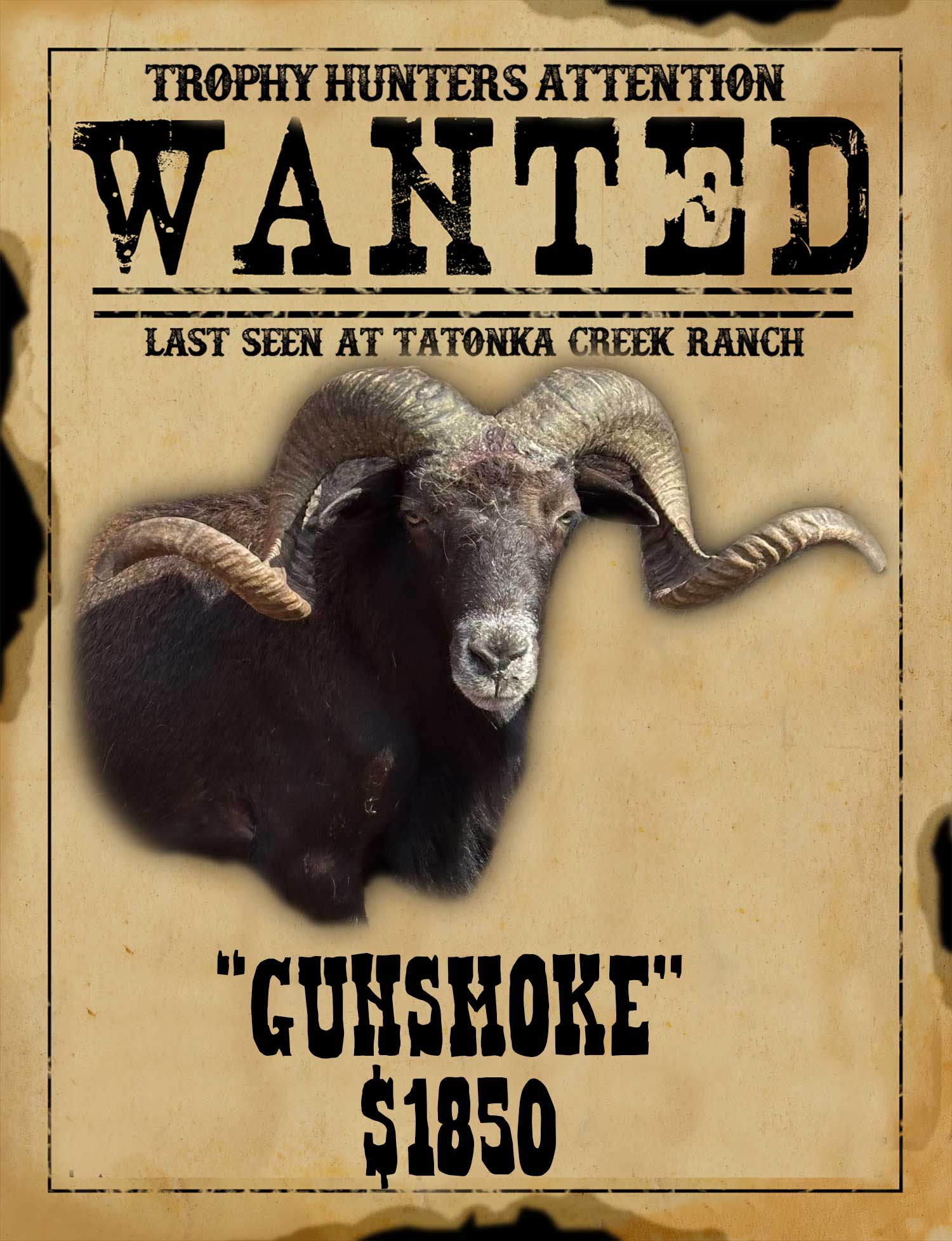 trophy black ram hunt in south texas
