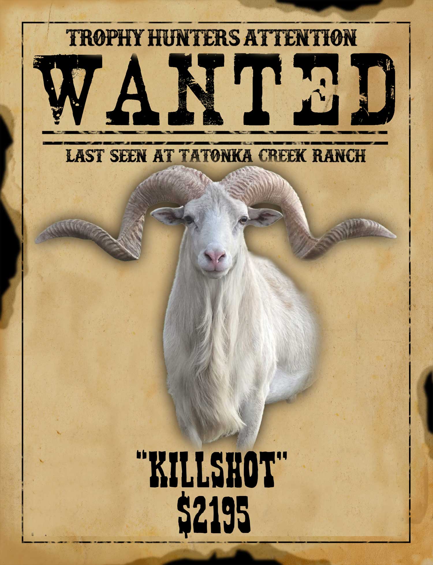 monster texas dall ram hunt in south texas