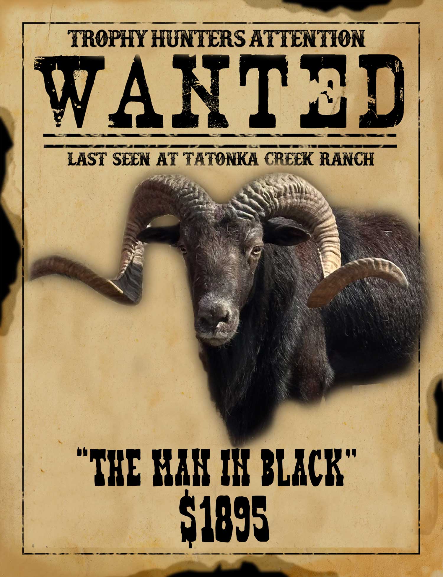 trophy black hawaiian ram hunt in south texas