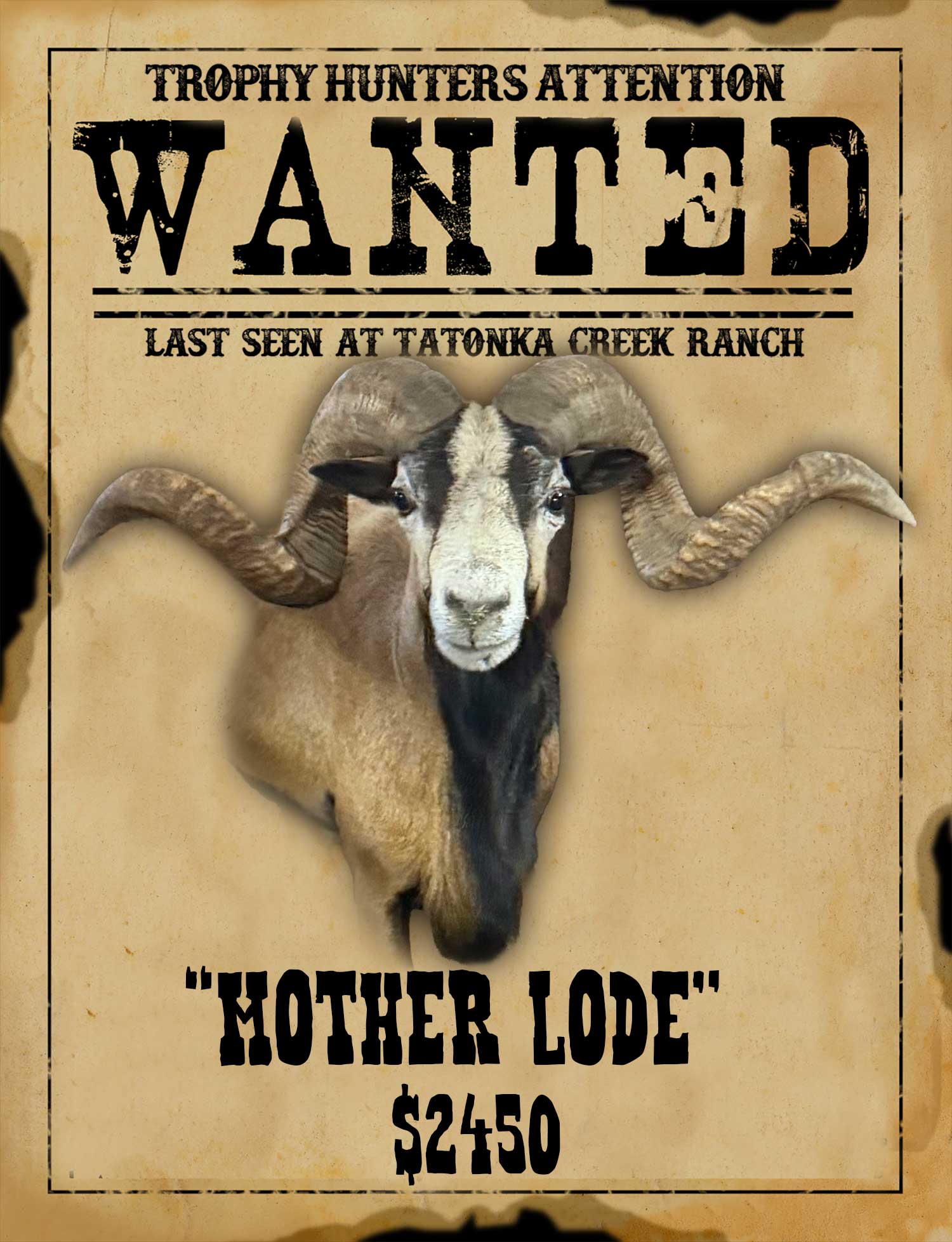 world class sheep hunting in south texas