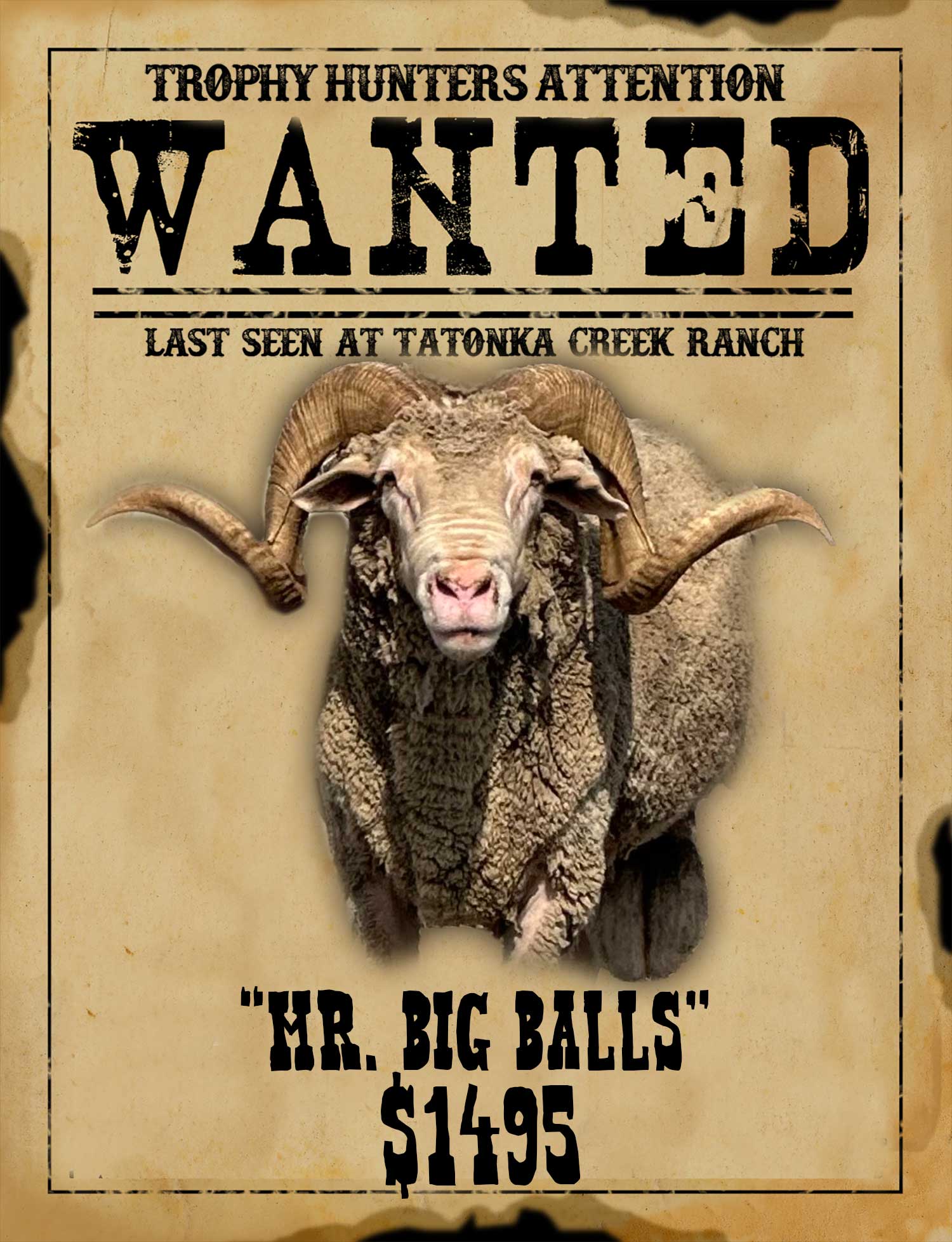record book merino ram hunt in south texas