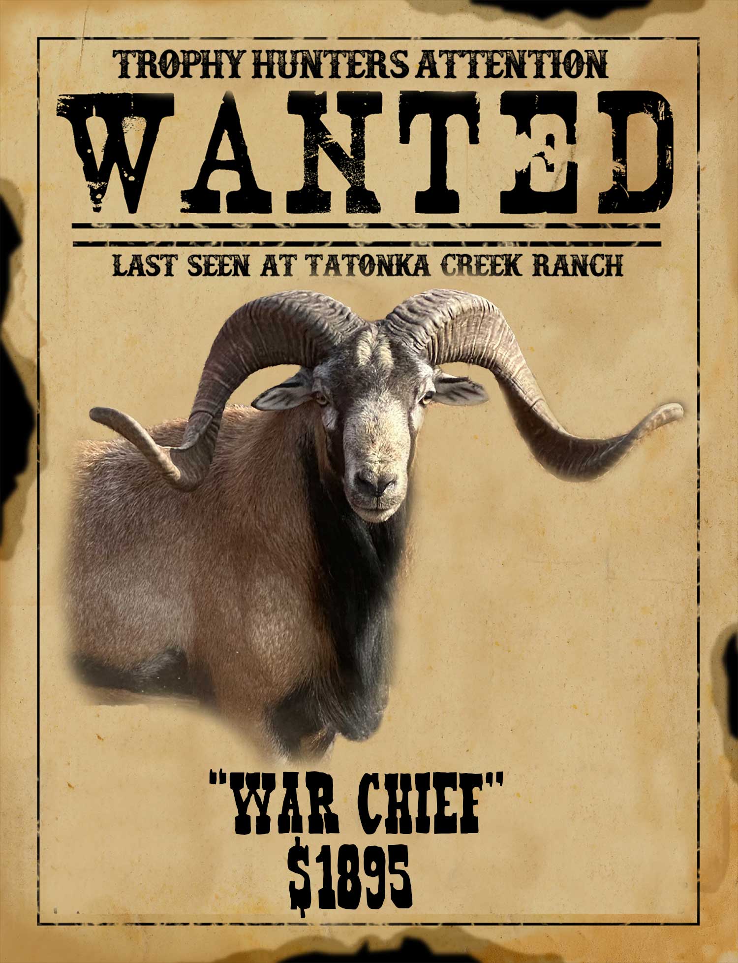 trophy corsican ram hunt in south texas