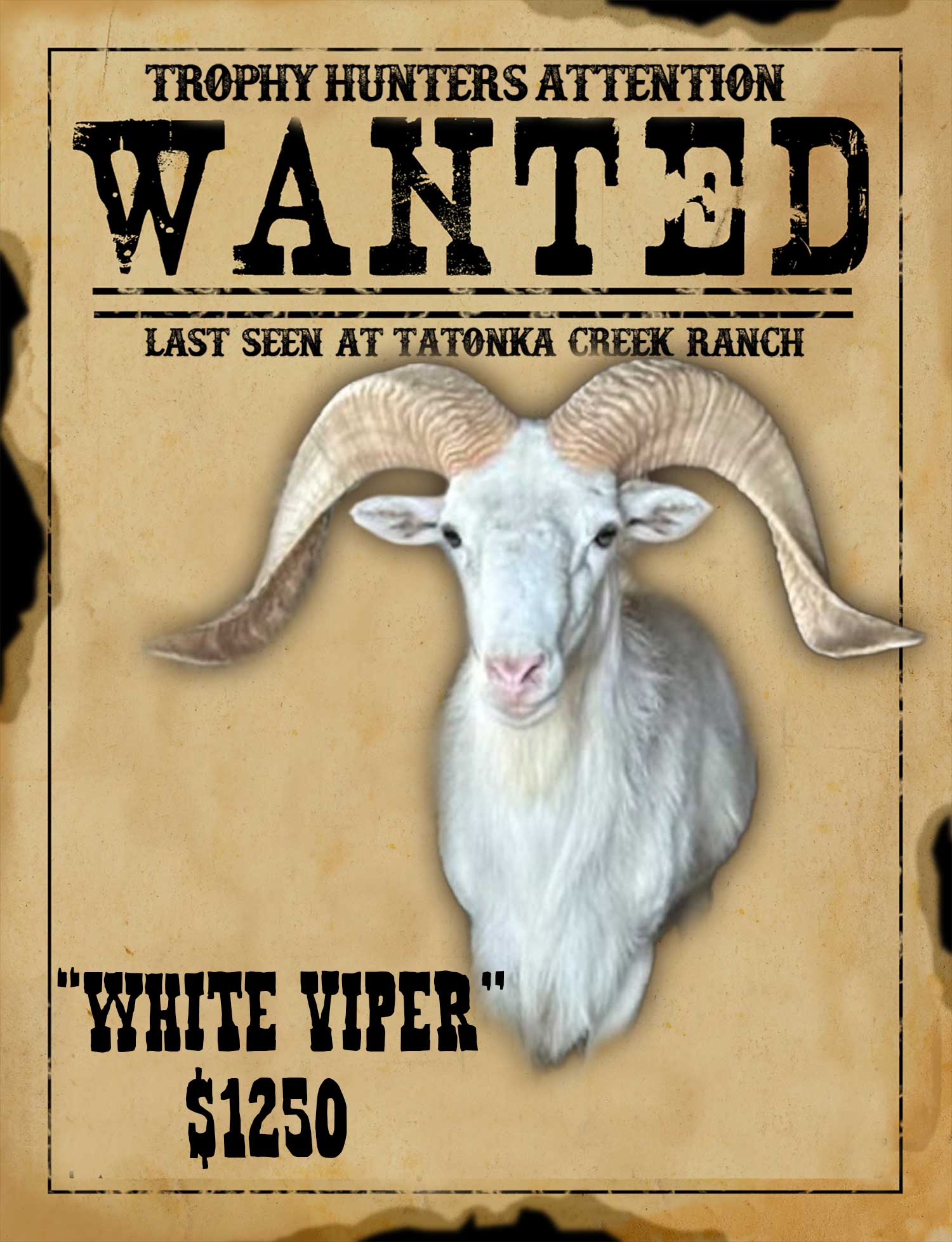 trophy class dall sheep hunt in south texas